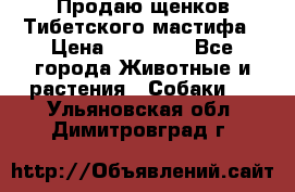 Продаю щенков Тибетского мастифа › Цена ­ 45 000 - Все города Животные и растения » Собаки   . Ульяновская обл.,Димитровград г.